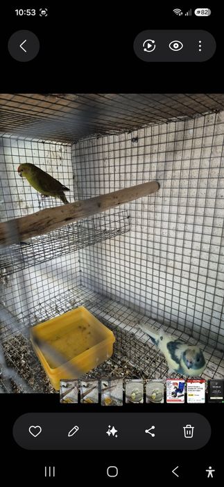 Kakarikis  femeas spangle , verdes e azuis
