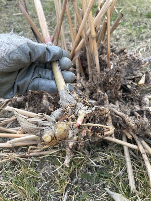 Sadzonki Miskant Olbrzymi Giganteus