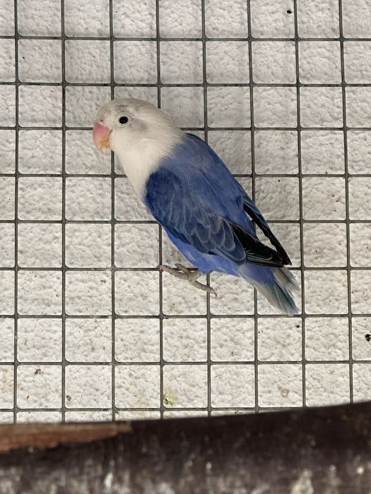 Agapornis fisher opalino violeta