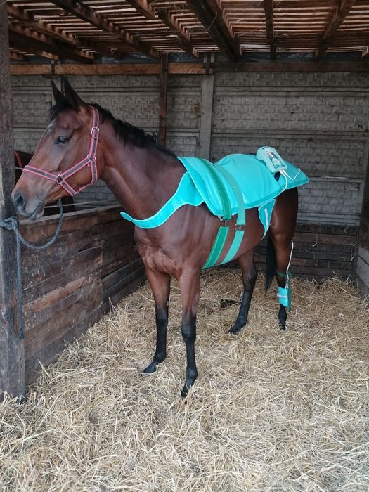 Zestaw Biomag Lumina VET CLINIC XL