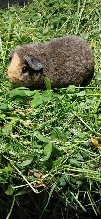 Морська свинка, Тедді