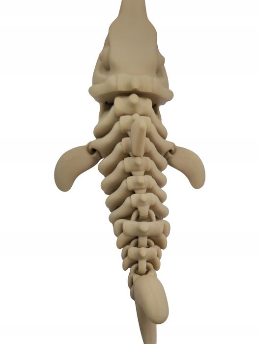 Wielki Rekin MEGALODON Szkielet Figurka 3D Ruchoma 20cm Dinozaur