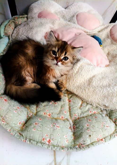Ексклюзивні кошенята