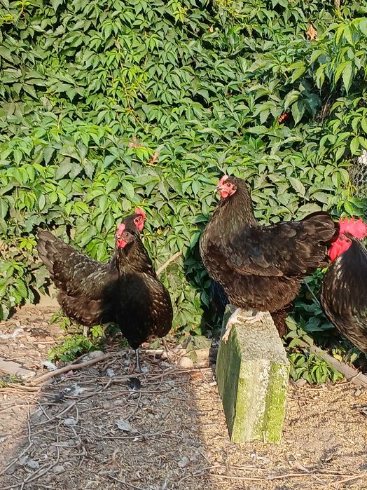 australorp-  jajka, jaja lęgowe