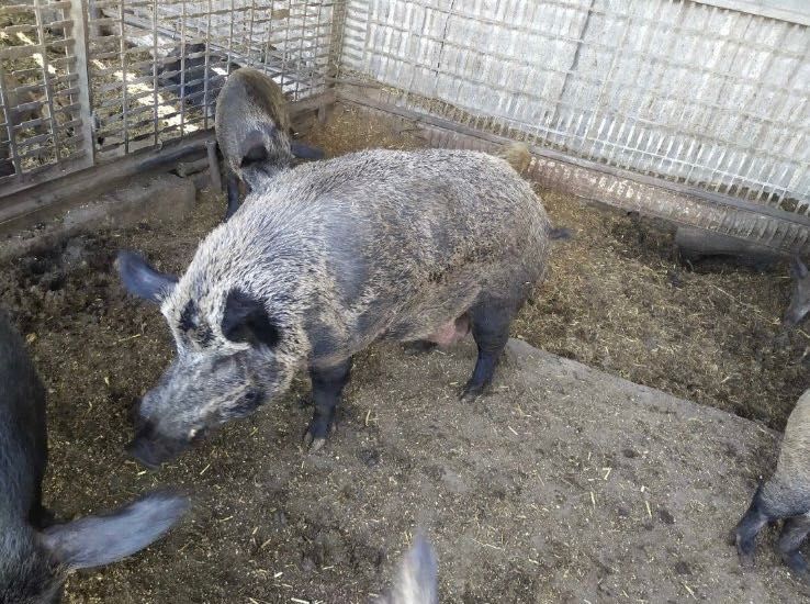 Продам Кабанів різного віку