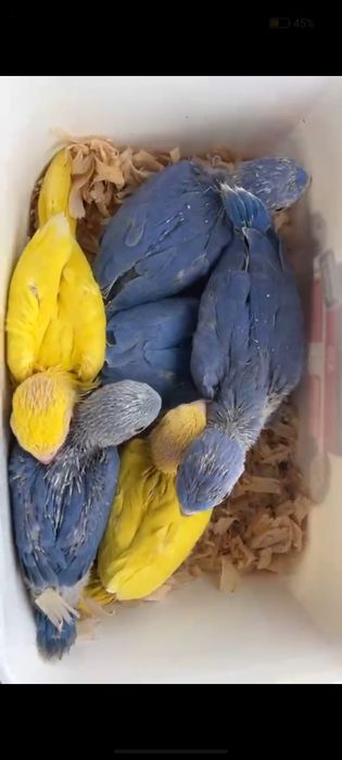 Ringnecks domesticados