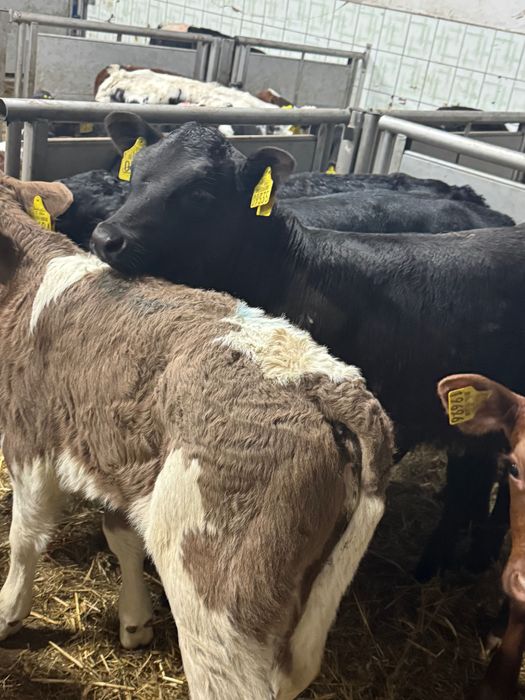 Sprzedam cielaki mięsne poddębice dowóz cała Polska w cenie