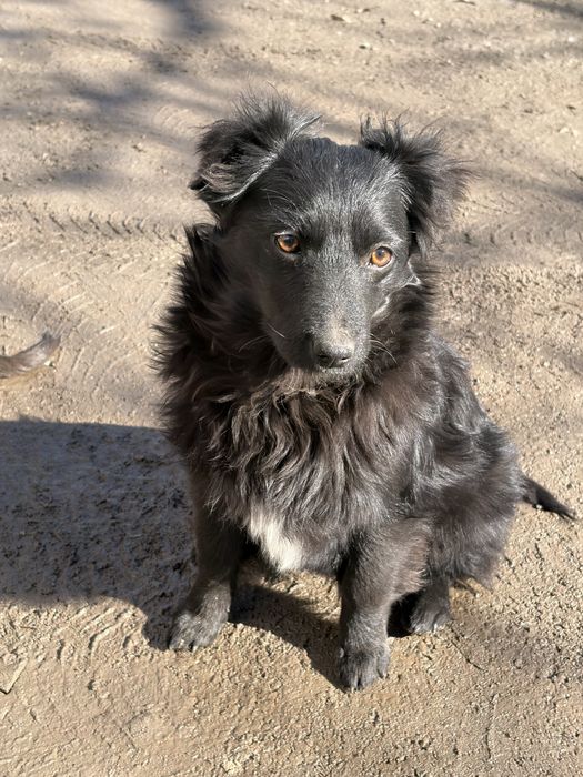 Гарне цуценя дівчинка в добрі руки