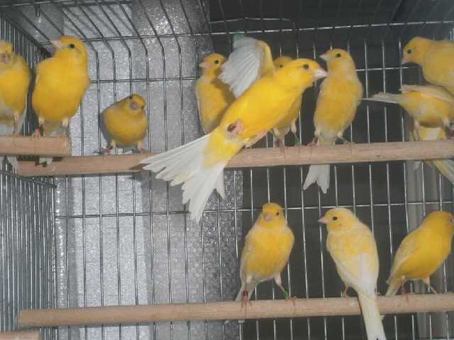 Canários amarelos, verdes, malhados, cinzas 2023