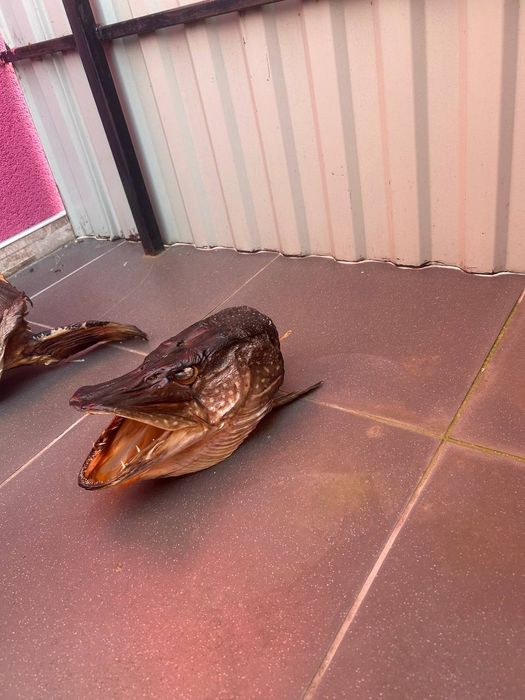 Голова сушена щуки