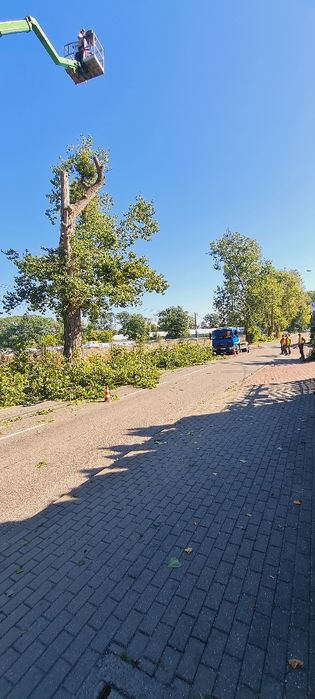 Wycinka drzew czyszczenie działek