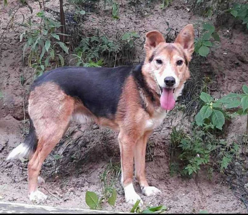 Piękny Vinci pokocha na zawsze