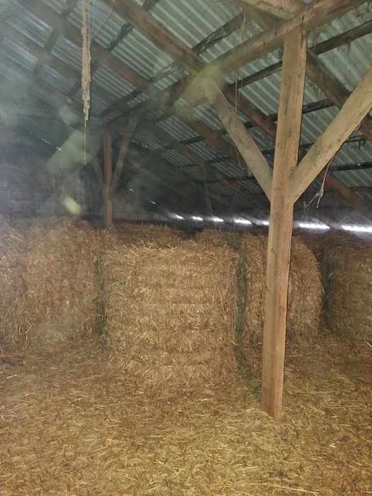 Sprzedam suchą słomę