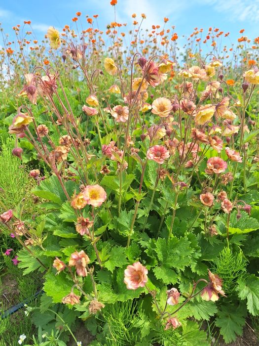 Kuklik brzoskwiniowy