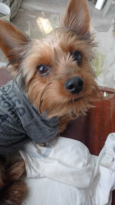 Развяза йоркширского терьера