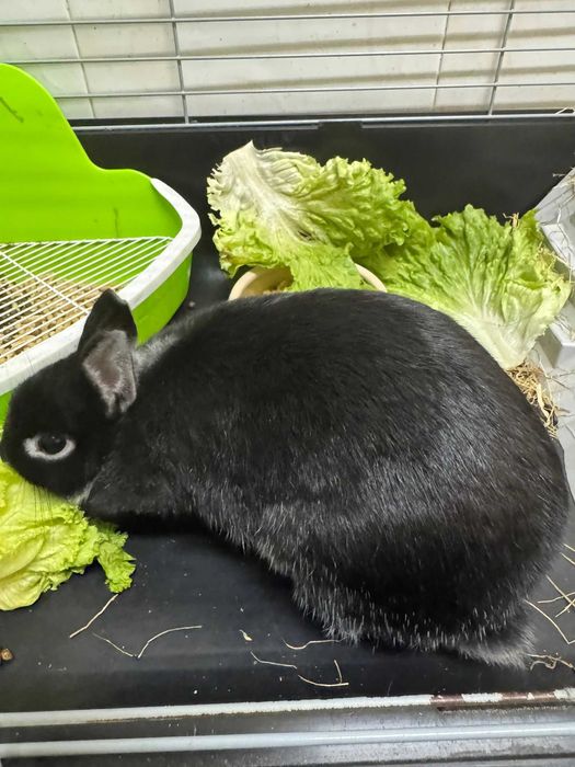 coelho anão netherland dwarf