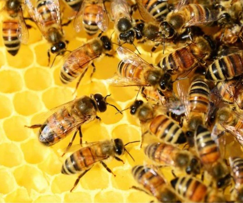 Продаються бджолопакети,  бджолосім'ї,  до 100 сімей