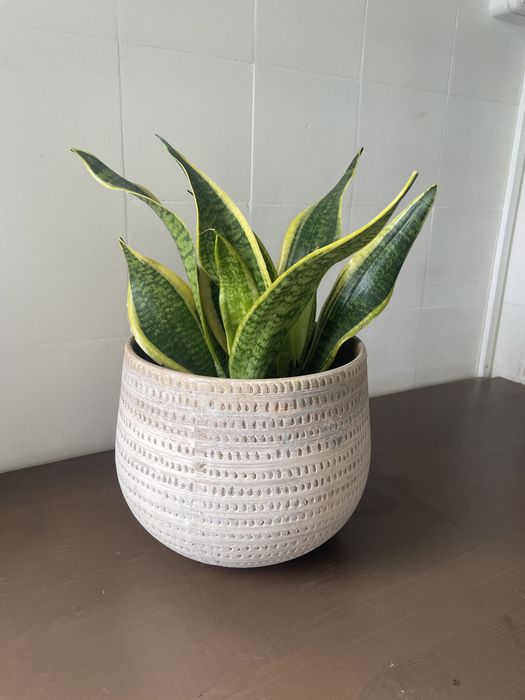 Espada de Santa Barbara | Snake Plant