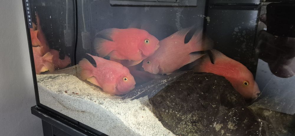 Pielęgnica Papuzia 5 sztuk Czerwona