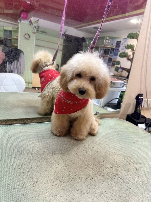 Красавчик пудель мальчик