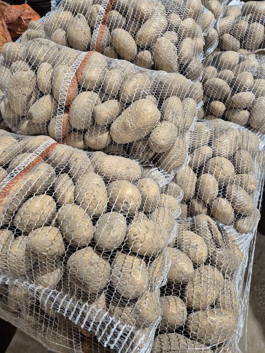 ziemniaki jadalne katania