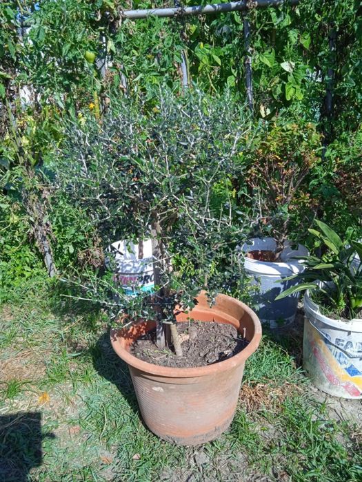 Vendo oliveiras bonitas para jardim