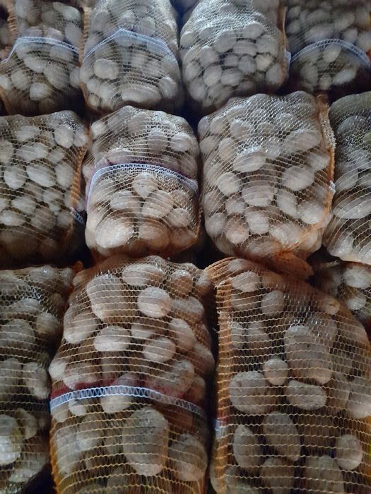 Ziemniak jadalny Ignacy