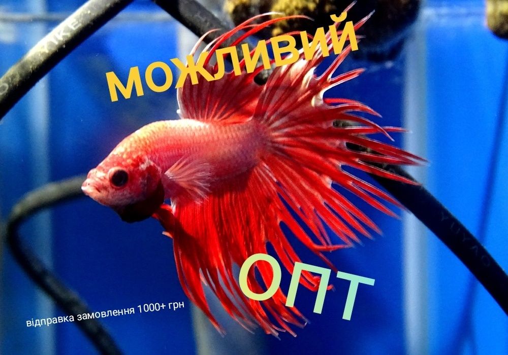 Півник коронахвостий (Crowntail betta) Акваріумні рибки
