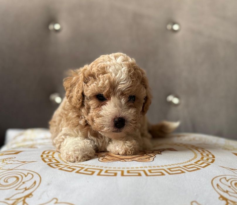 Bichpoo piękny piesek