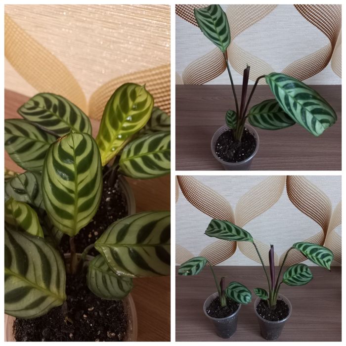 Фіалка  Ктенанта Калатея