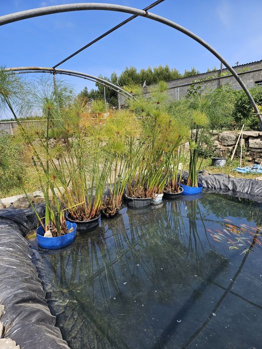 Papiros do egito (Cyperus papyrus)