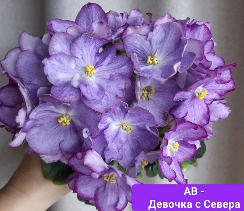 Фіалки сортовые детки