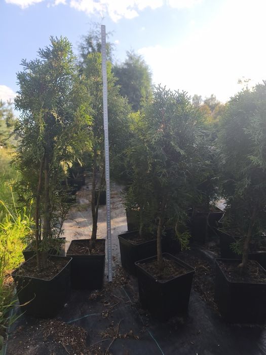 Tuja Szmaragd 90 cm