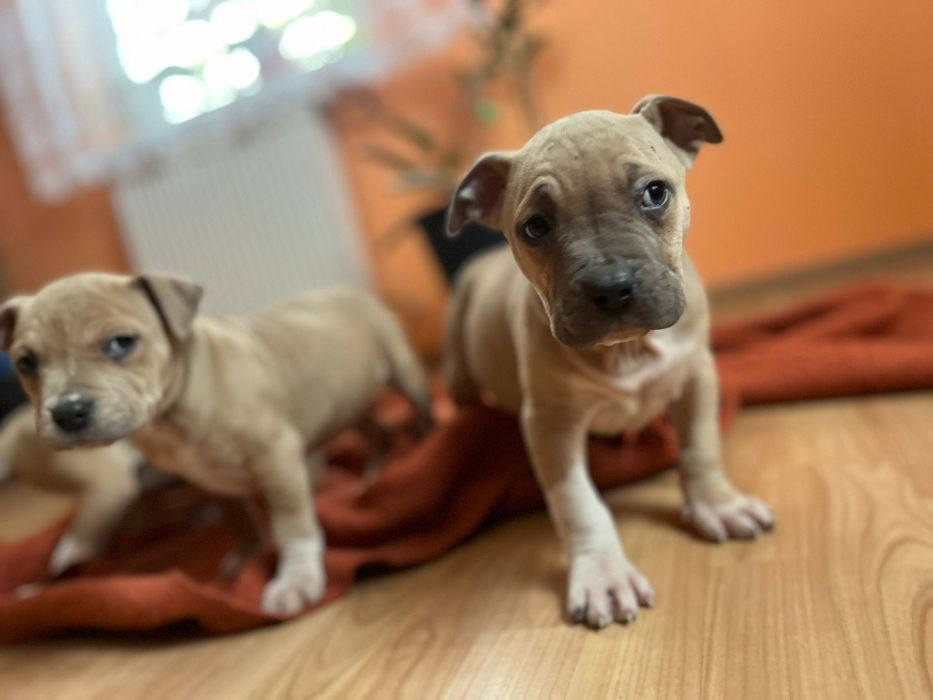 Amstaff staffordshire terrier