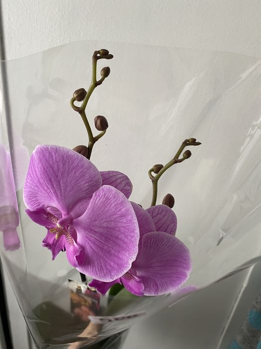 Орхідея фаленопсис вазони живі квіти