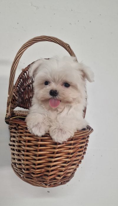 Excelente mini mini Bichon Maltes de Qualidade