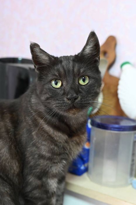 Котик Альф из приюта бесплатно