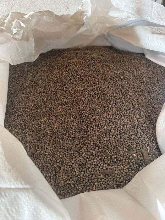 Łubin żółty Mister