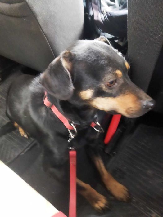 собачка у добрі руки