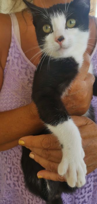 Gatinhos Para adoção