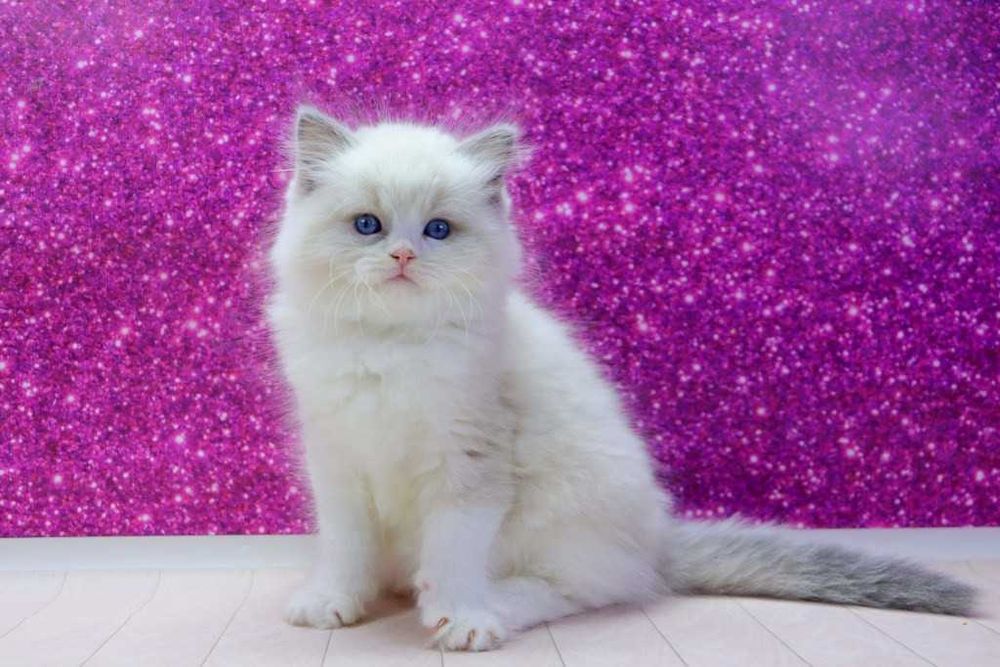 . Мальчишка с прививками-РЕГДОЛЛ//Ragdoll