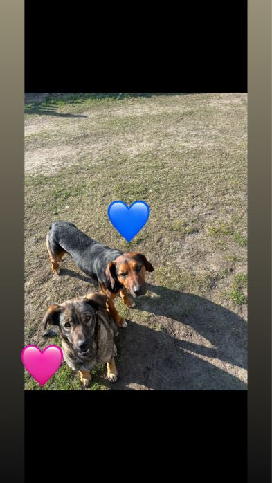 REZERWACJA Mały piesek szuka domu