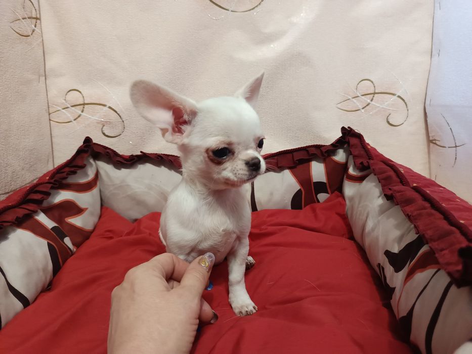 Маленька дівчинка блондинка