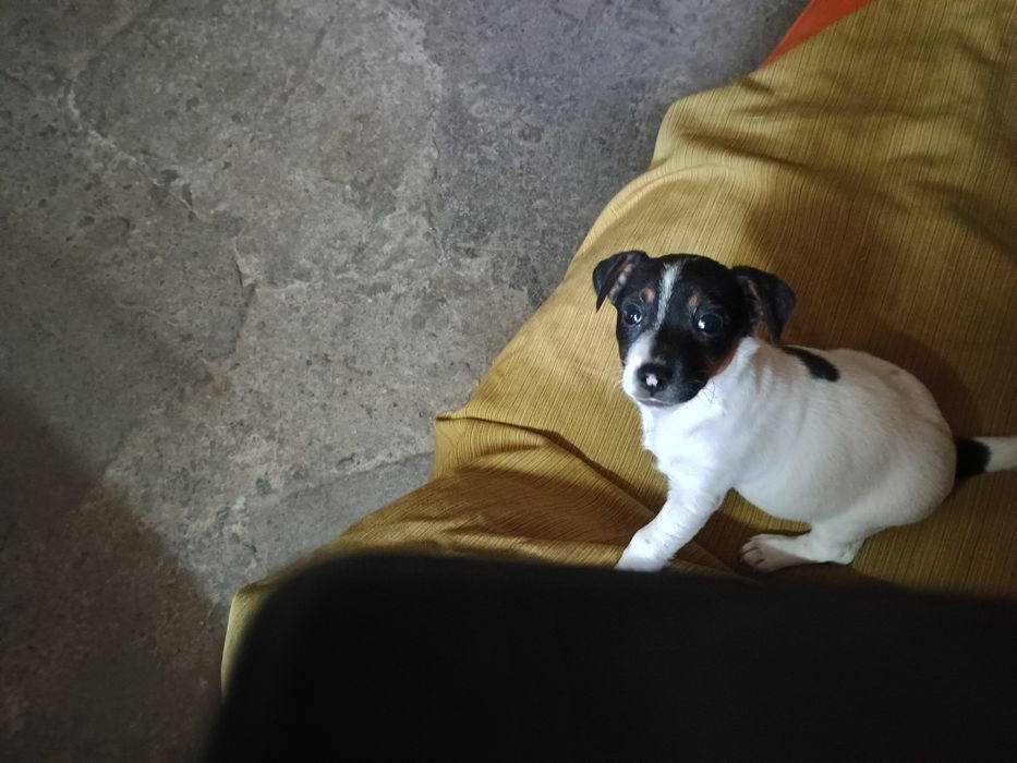 Szczenię Jack Russell Terrier suczka