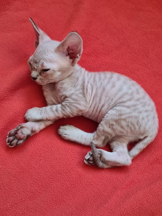 Котята девон-рекс бронирование