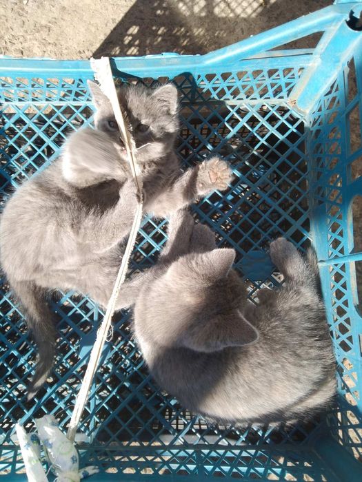 Киці в добрі руки