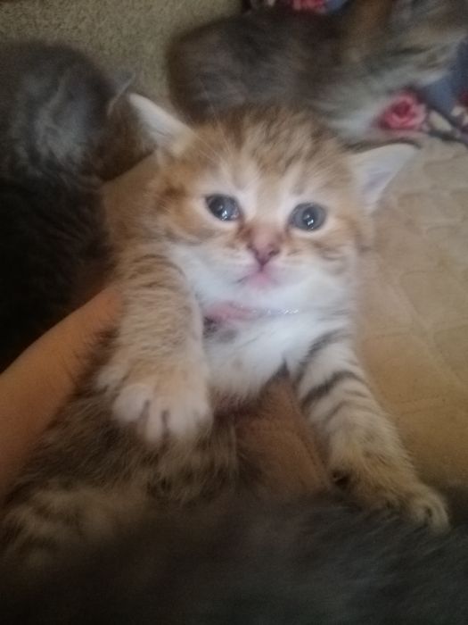 Скоттиш фолд, скоттиш фолд вязка