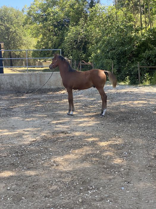 Vendo Egua+Poldro Castanho PSA, X- Doma Masan