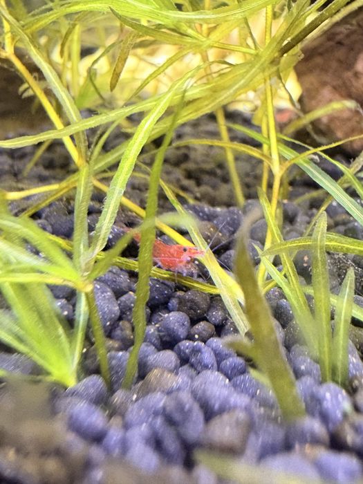 Camarões Neocaridina (Red Cherry)