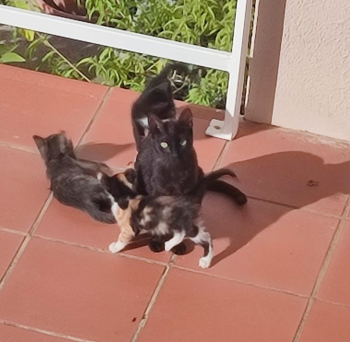 Dá-se gatinho bebé